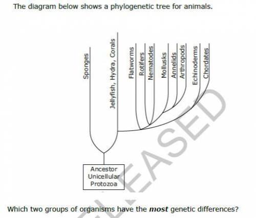 Which two organism group have the most genetic differences