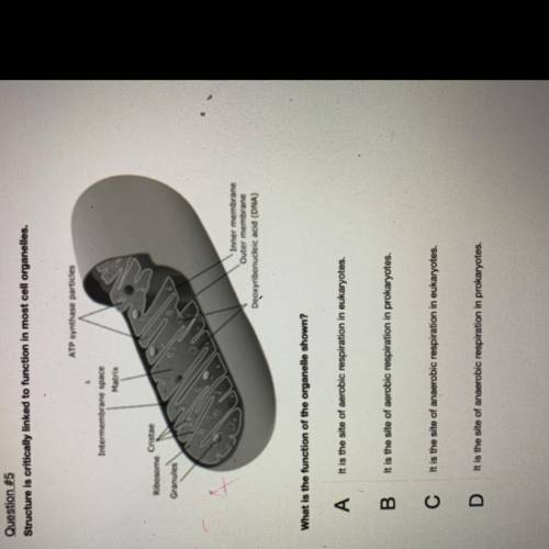 PLS HELP

Question #5
Structure is critically linked to function in most cell organelles.
ATP