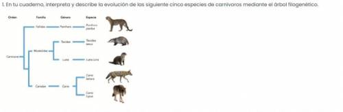 1. En tu cuaderno, interpreta y describe la evolución de las siguiente cinco especies de carnívoros