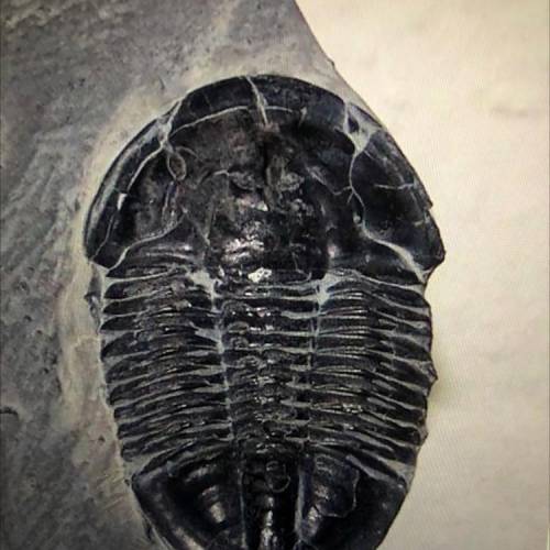 The trilobite fossil represents one of the earliest life forms on the earth and is

now extinct. H