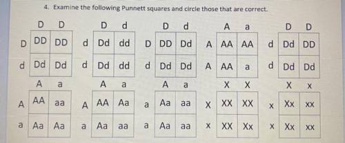 4. Examine the following Punnett squares and circle those that are correct.