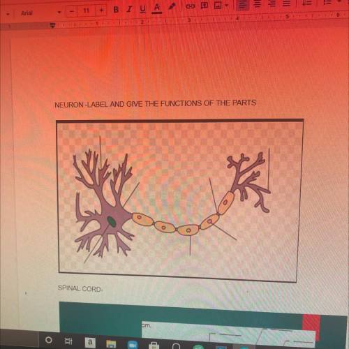 NEURON-LABEL AND GIVE THE FUNCTIONS OF THE PARTS
茶