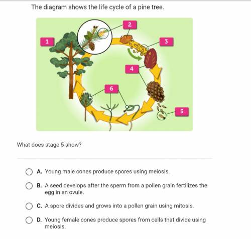 The diagram shows the life cycle of a pine tree. What does stage 5 show?

D.) Young female cones p