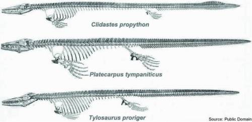 This picture below shows the fossil of three species of mosasuar, large marine reptiles that are no