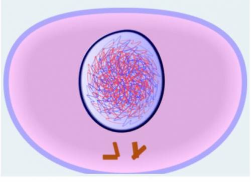 What stage is of the cell cycle is represented in the picture?