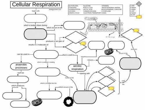 Cellular Respiration Graphic organizer