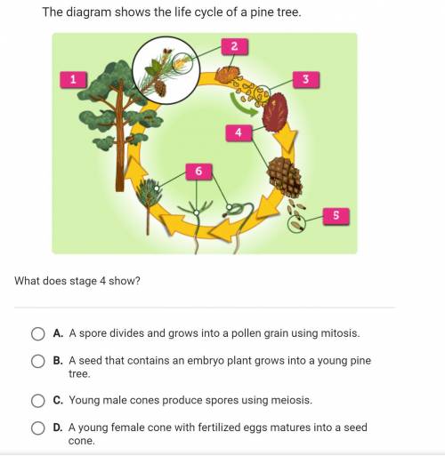 The diagram shows the life cycle of a pine tree. What does stage 4 show?