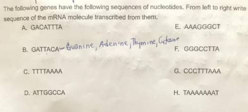 The following genes have the following sequenced of otides
