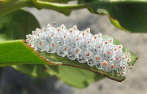 what is this type of caterpillar i put its moth form. first to answer and get it right i will give