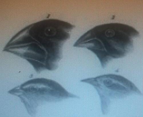Darwin's finches are often used to illustrate evolution.evaluate the finch beaks shown in the pictu