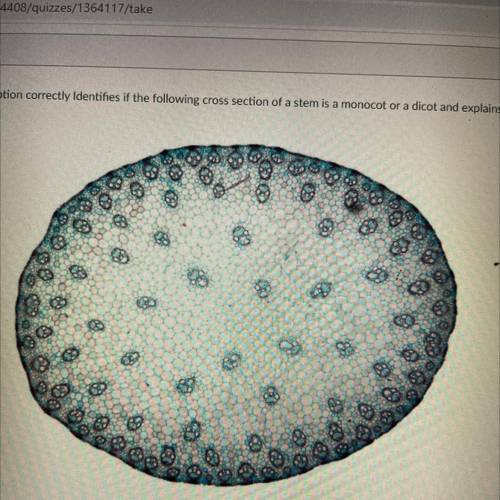 Select which option correctly Identifies if the following cross section of a stem is a monocot or a