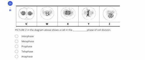 PICTURE Z in the diagram above shows a cell in the _____________phase of cell division.