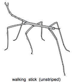 Use the picture below to answer the following question.

Scientists observe insects called walking
