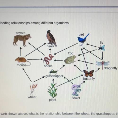 *Urgent*

According to the food web shown above, what is the relationship between the wheat, the g
