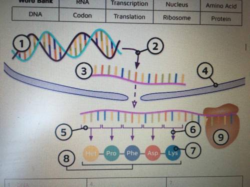 DNA biology, please help me fill out this. There’s a word bank, it’s short