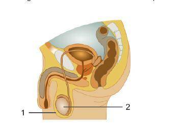 What are the names and functions of the structures labeled 1 and 2? 1 - testicle, produces semen; 2