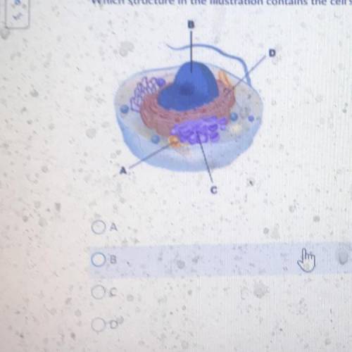 Question 7 (1 point)

Which structure in the illustration contains the cell's genetic information?