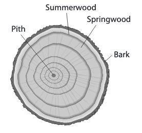Each year of its life, a tree grows a new ring just under the outside bark. The new ring consists o