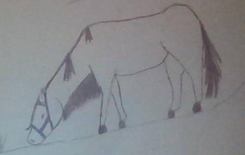 What do you think about my drawings? I've had dreams about this horse