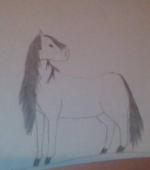 What do you think about my drawings? I've had dreams about this horse