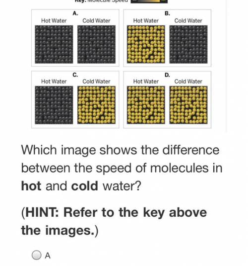 Which image shows the difference between the speed of molecules in hot and cold water?

HELP NOW
