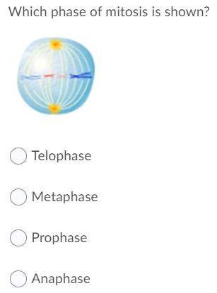 Please help asap it is about mitosis :) !