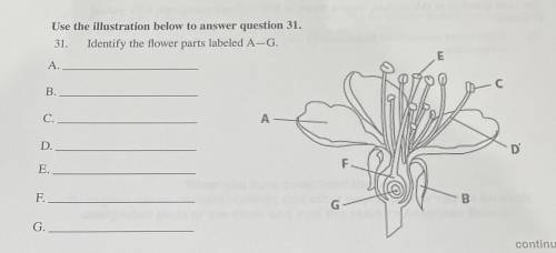 Use the illustration below to answer question 31.
31. Identify the flower parts labeled A-G.