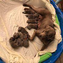 My puppies are a week old now!