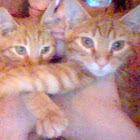 Guyssssssss
You wanna see a pic of my cats?
The grey one is pregers!!1