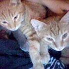 Guyssssssss
You wanna see a pic of my cats?
The grey one is pregers!!1
