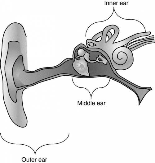 Hearing is one of the major senses. The following diagram shows the main parts of a human ear.

mc