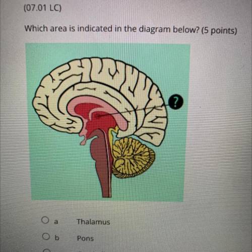 Which area is indicated in the diagram below? (5 points)

Оа
Thalamus
Ob
Pons
Oc
Cerebellum
Od
Bra