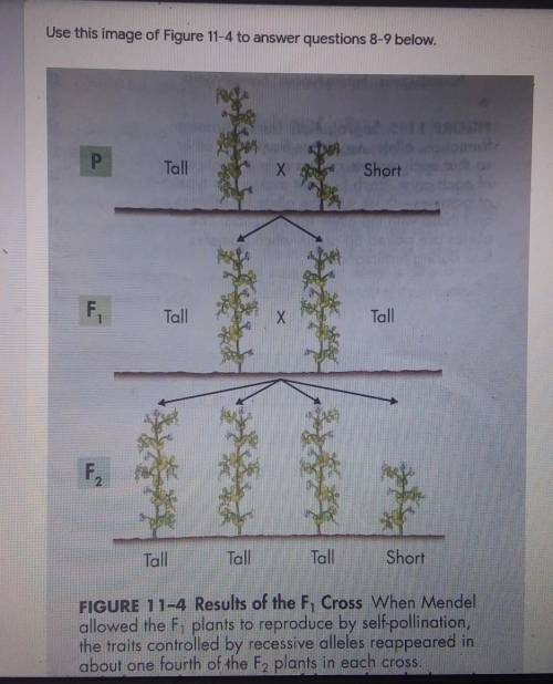 Please answer this question:) I need help:(

8) What proportion of the F2 plants had a trait contr