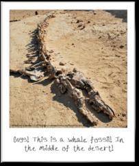 Fossil evidence

Look back at Yahia's picture of the whale fossil in the desert. Did the land in W