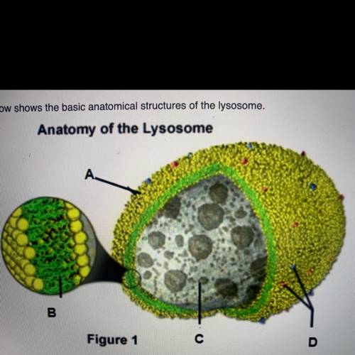 Below shows the basic anatomical structures of the lysosome . Which statement below identifies how