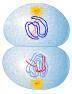 BRAINLIEST GUARANTEE!!!

Which phase of cell division is shown?
A) prophase I of meiosis
B) teloph