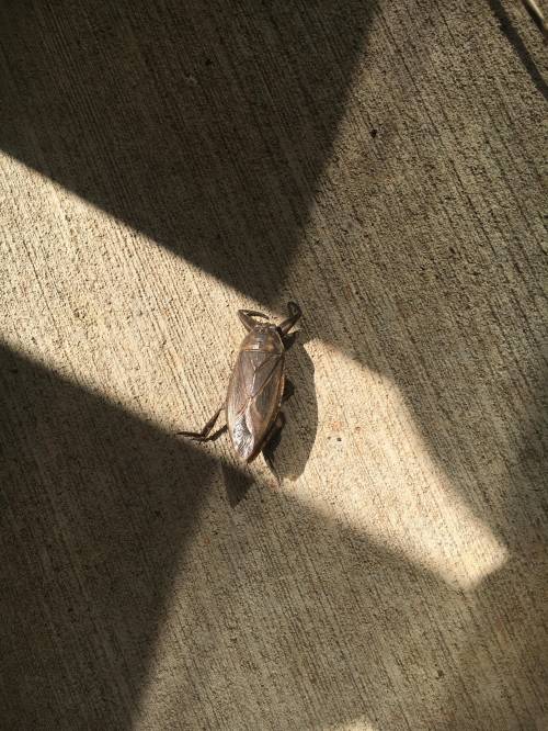 What type of beetle is this?