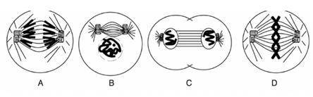 The image represents the mitosis process and it is important because:

A. produces gametes with ha