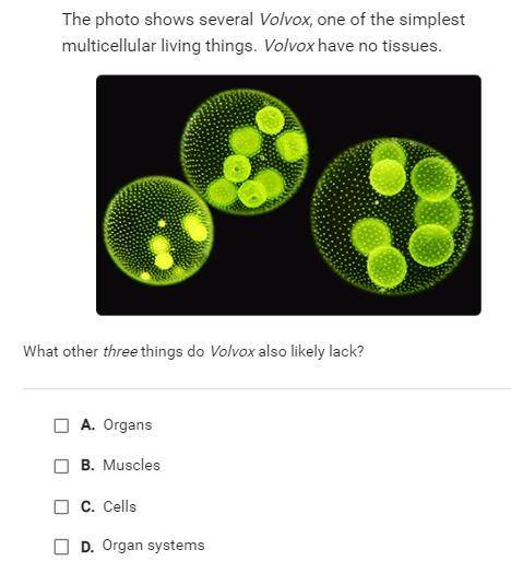ANSWER QUICK PLZ

The photo shows several Volvox, one of the simplest multicellular living things.