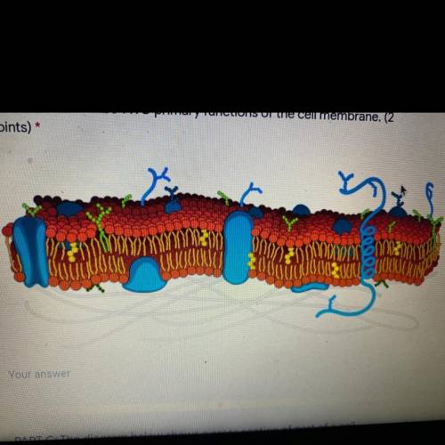 Part b: the diagram shows a cross section of a cell membrane. Describe TWO primary functions of the