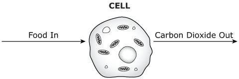 Many cellular processes are performed by cells. A typical cell and a common process are shown in th