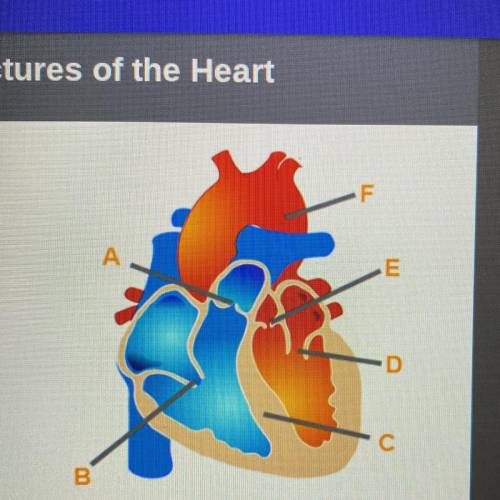 Identify the structures of the heart.

label A
Label B
Label C
Label D
Label E
Label F