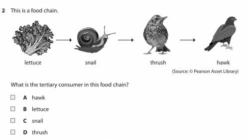 What is the tertiary consumer in this food chain?
A hawk
B lettuce
C snail
D thrush