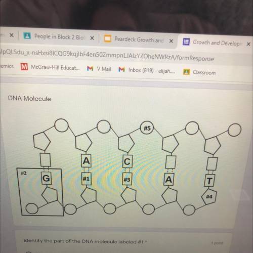 Identify the part of the DNA molecule labeled. #1-5