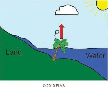 Look at the diagram below. (2 points)

Diagram of land, water, a tree and a cloud. An arrow (Label