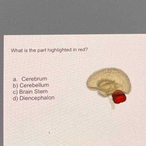 What is the part highlighted in red?

a. Cerebrum
b) Cerebellum
c) Brain Stem
d) Diencephalon