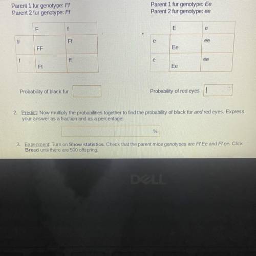 What are the probabilities and answer as a fraction and percentage?