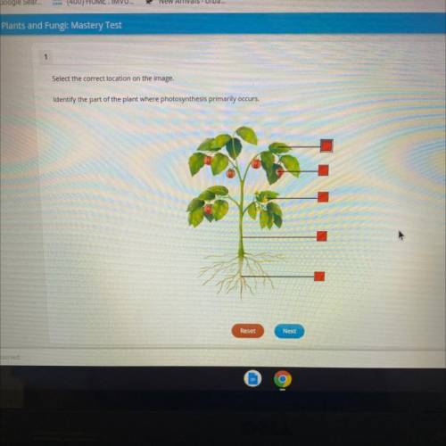 Select the correct location on the image.

Identify the part of the plant where photosynthesis pri