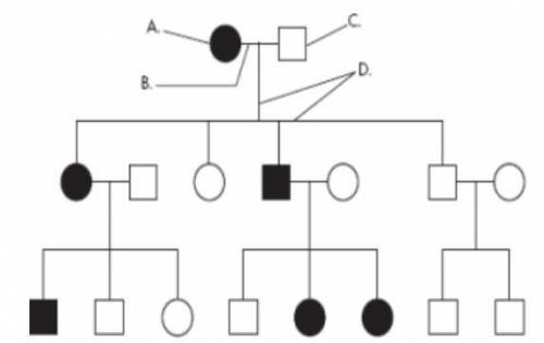 In the pedigree attached, what is most likely the genotype of individual A (Ff, FF, or ff)?