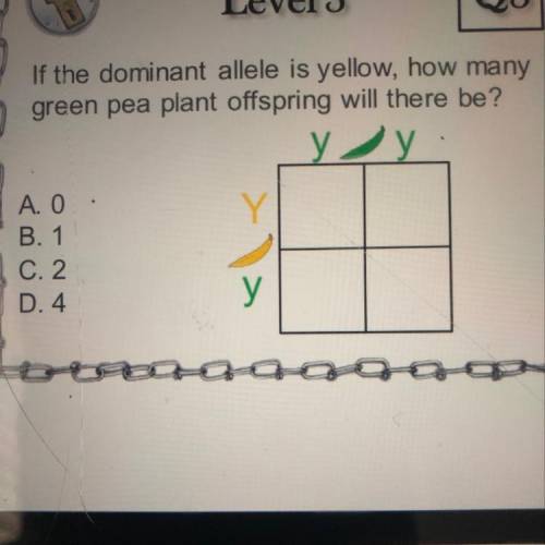 If the dominant allele is yellow, how many

green pea plant offspring will there be ?
A. 0.
B. 1
C